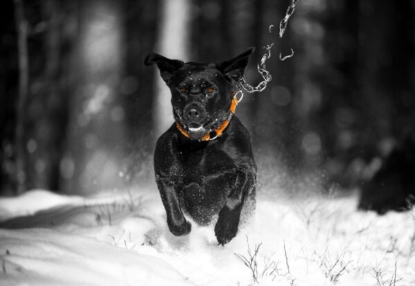 ruckus unleashed dog breaking free ruckus unleashed dog breaking free